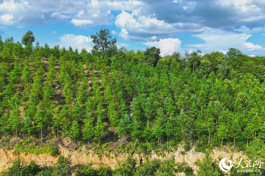 “一林三吃”的經(jīng)營(yíng)模式豐富了林下經(jīng)濟(jì)的多樣性。人民網(wǎng) 李昌乾攝