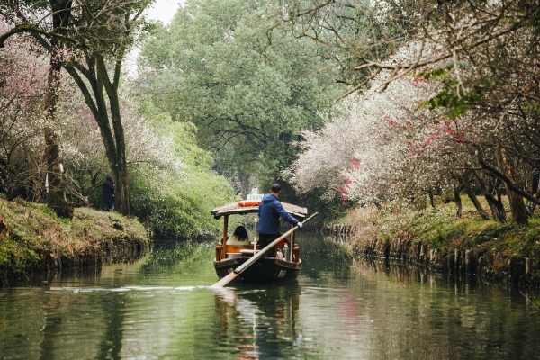 杭州西溪濕地，河岸梅花盛開。圖片來源：視覺中國