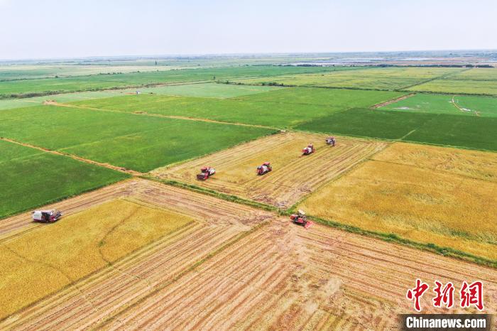 圖為在南昌縣大田農(nóng)社，收割機正在收割早稻?！⒘?攝