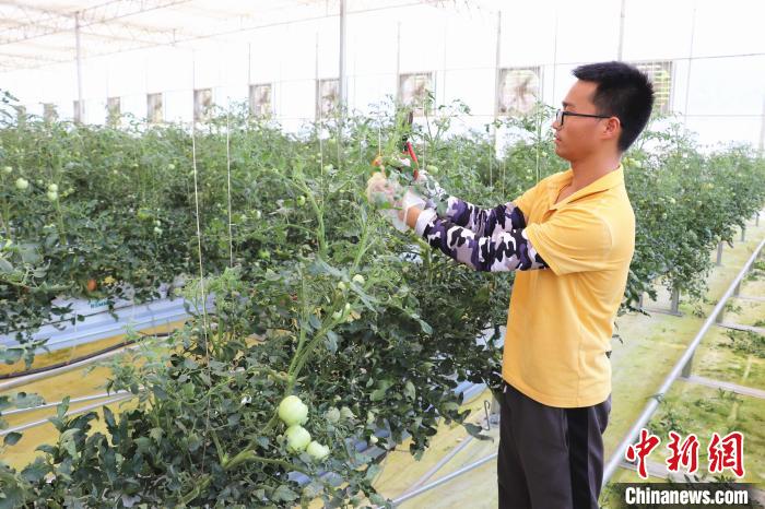 圖為在紅谷灘區(qū)元宇宙·VR數(shù)字農(nóng)業(yè)示范基地七彩番茄培育車間內(nèi)，農(nóng)業(yè)技術(shù)員正在對番茄植株進行修剪?！⌒苠\陽 攝