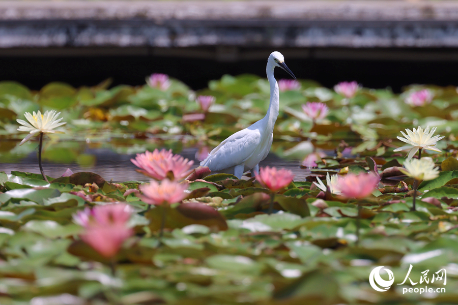 白鷺在睡蓮盛開的池塘中流連。人民網(wǎng)記者 陳博攝 白鷺在睡蓮盛開的池塘中流連。人民網(wǎng)記者 陳博攝