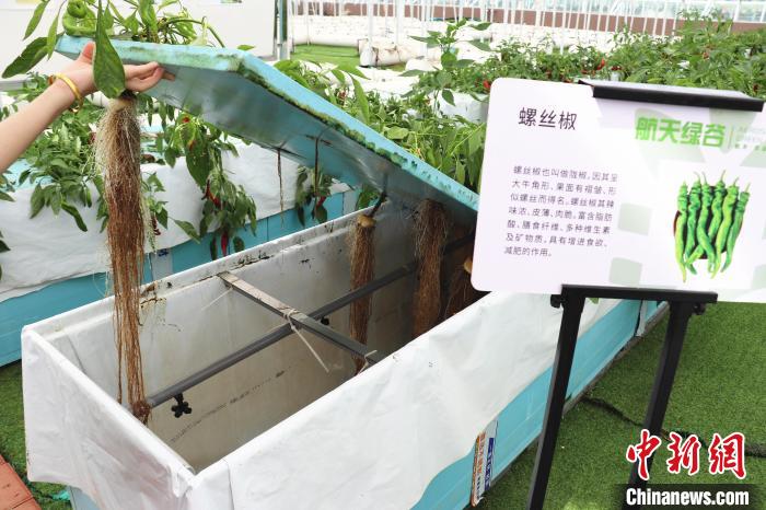 圖為在南昌市紅谷灘區(qū)元宇宙·VR數(shù)字農(nóng)業(yè)示范基地氣霧培養(yǎng)車間里，螺絲椒長勢良好?！⌒苠\陽 攝