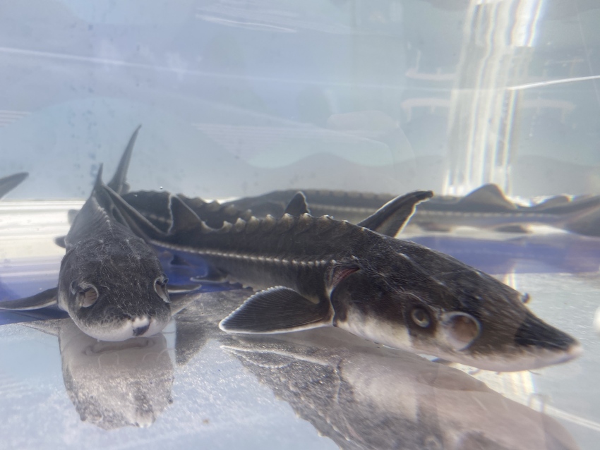 珍稀魚(yú)種——長(zhǎng)江鱘。宜賓市廣播電視臺(tái)供圖