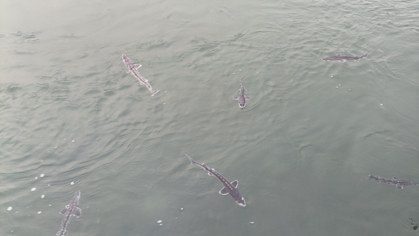 珍稀魚(yú)種——長(zhǎng)江鱘。宜賓市廣播電視臺(tái)供圖